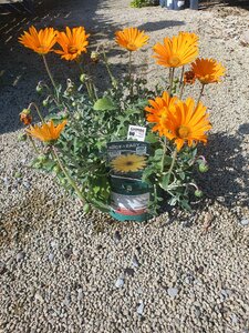 Arctotis 'Hannah' ®