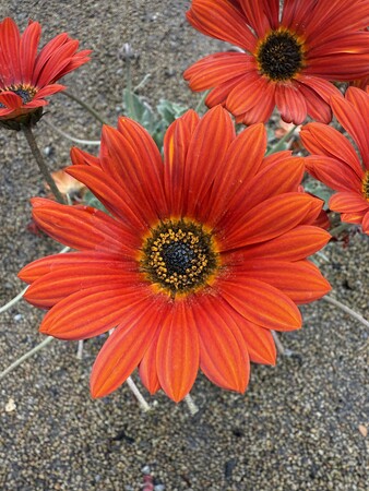 Arctotis 'Hannah' ® - image 1