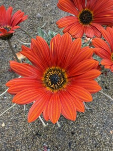 Arctotis 'Hannah' ® - image 2