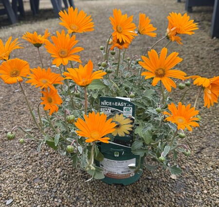 Arctotis 'Heidi' ® - image 2