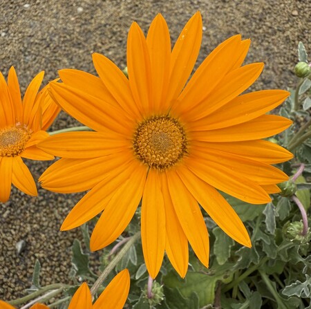 Arctotis 'Heidi' ® - image 1