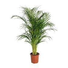 Areca (Dypsis)