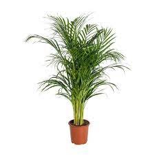 Areca  (Dypsis)