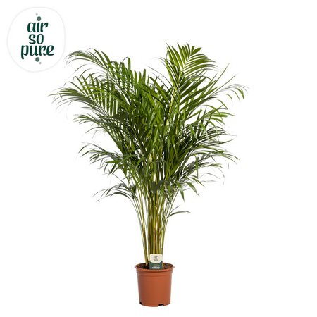 Areca ( Dypsis lutescens ) 'Air So Pure'