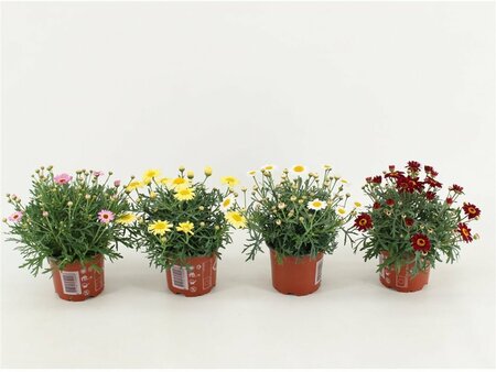 Argyranthemum frut. 'La Rita' mix P10.5
