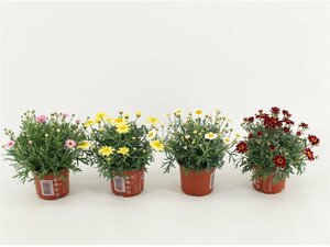 Argyranthemum frut. 'La Rita' mix P10.5