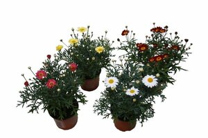 Argyranthemum frut. 'La Rita' mix