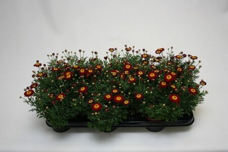 Argyranthemum frut. 'La Rita Red'