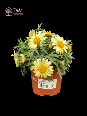 Argyranthemum frut. 'La Rita Yellow' - image 2