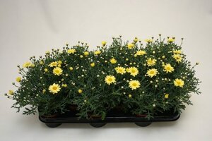 Argyranthemum frut. 'La Rita Yellow' - image 1