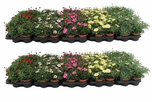 Argyranthemum frutescens mix