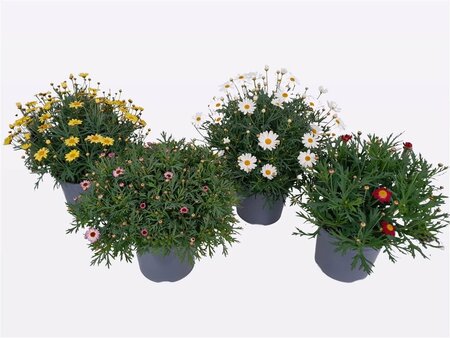 Argyranthemum frutescens mix P19