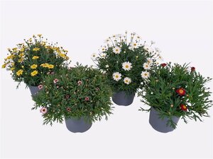 Argyranthemum frutescens mix P19