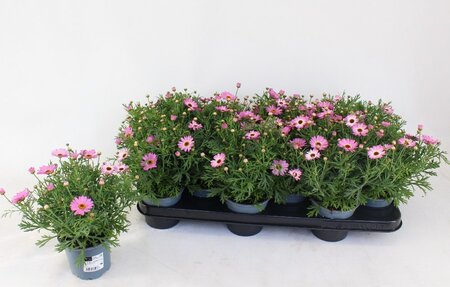 Argyranthemum frutescens(pink)
