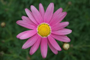 Argyranthemum frutescens(pink)