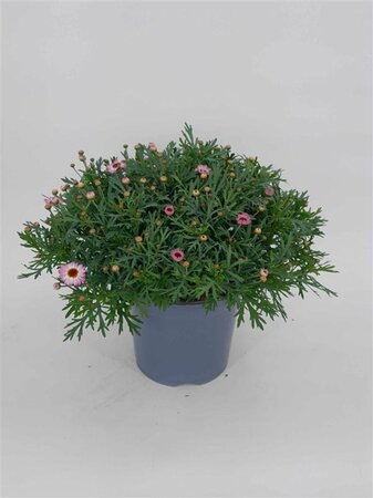 Argyranthemum frutescens(pink)  P19