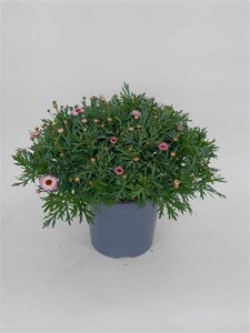 Argyranthemum frutescens(pink)  P19