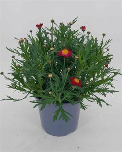 Argyranthemum frutescens(red)  P19