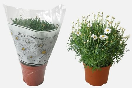 Argyranthemum frutescens