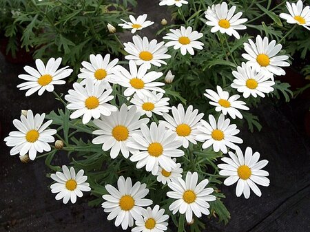 Argyranthemum frutescens(white)