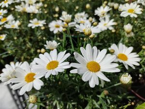 Argyranthemum frutescens(white)- STEM