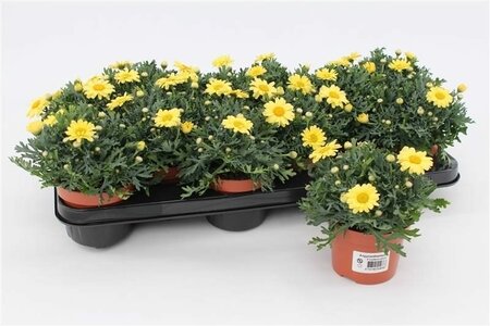 Argyranthemum frutescens(yellow)