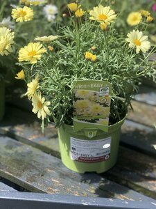 Argyranthemum Madeira Crested Yellow
