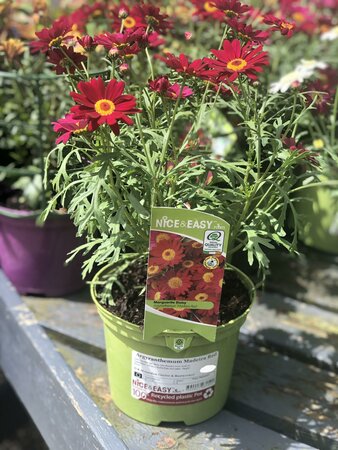 Argyranthemum Madeira Red