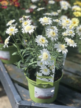 Argyranthemum Madeira White