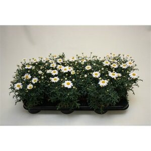 Argyranthemum rita white