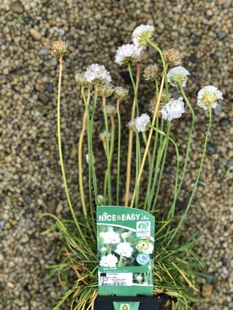 Armeria m. 'Alba'
