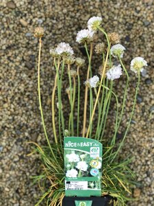 Armeria m. 'Alba'