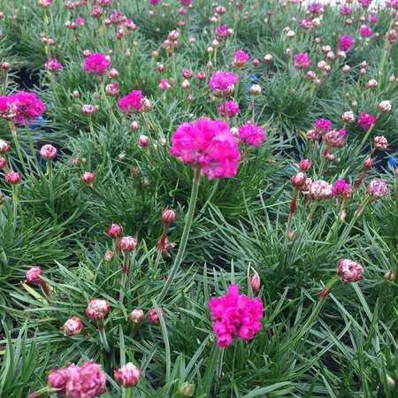 Armeria m. 'Splendens'