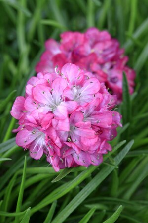 ARMERIA maritima Abbey Deep Rose