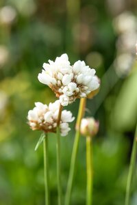 ARMERIA maritima Abbey White