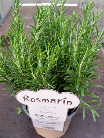 AROMA HERB - ROSEMARY   6/Tray