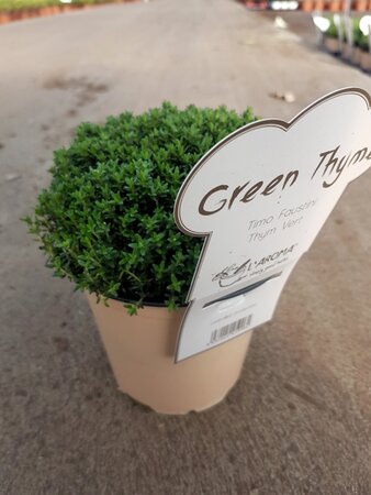 AROMA HERB - THYME  6/Tray