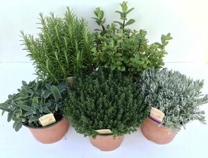 Aromatic herb mix
