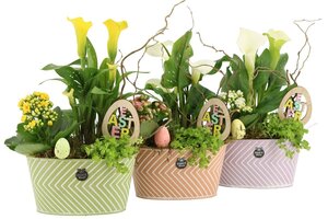 Arrang.70741 kal.easter