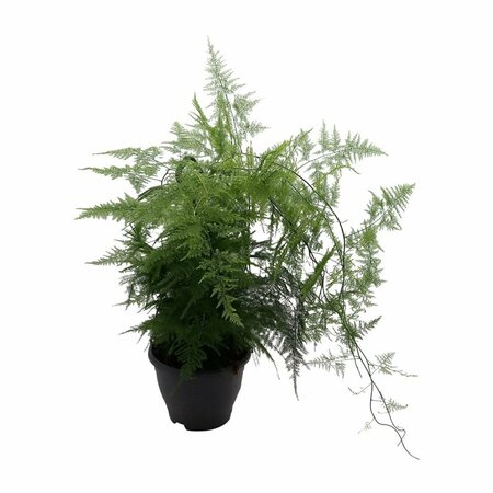 Asparagus setaceus  (P19, hanging pot)
