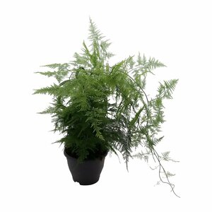 Asparagus setaceus  (P19, hanging pot)