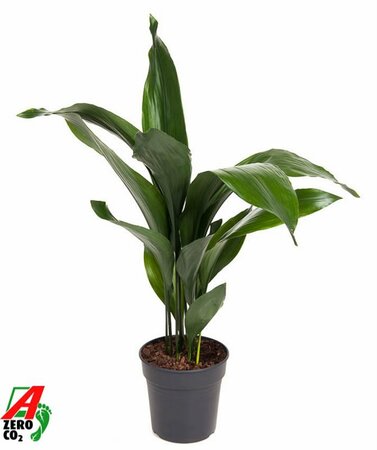 Aspidistra elatior