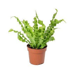 Asplenium crispy wave