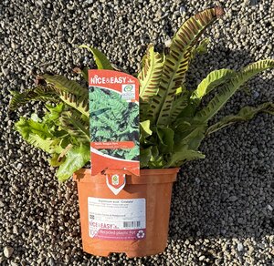 Asplenium scol. 'Cristata'