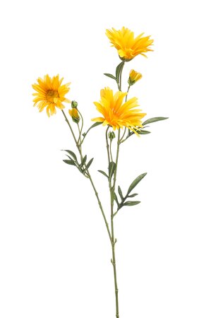 Aster daisy spray yellow 70 cm