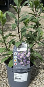 ASTER Frikartii Monch