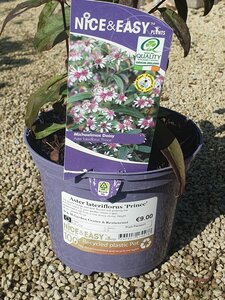 Aster lateriflorus 'Prince'