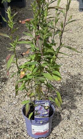 Aster 'Little Carlow'