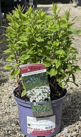 Aster n.b. 'Schneekissen'