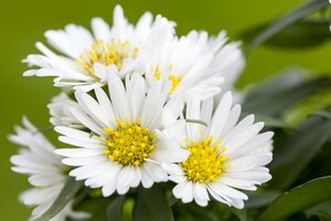 Aster n.b. 'Schneekissen'